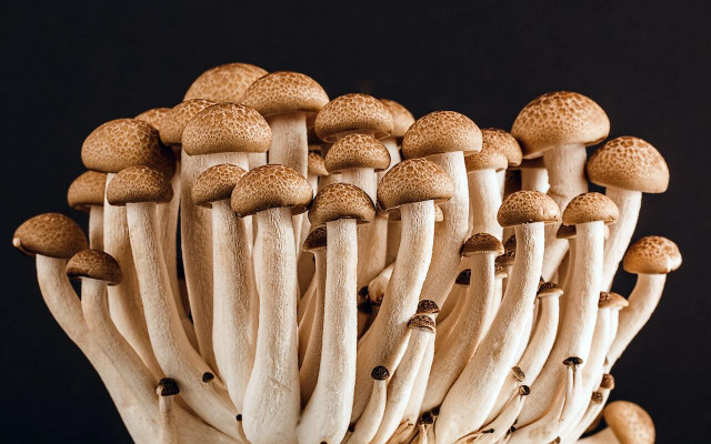 You can incorporate candied mushrooms into other desserts. 