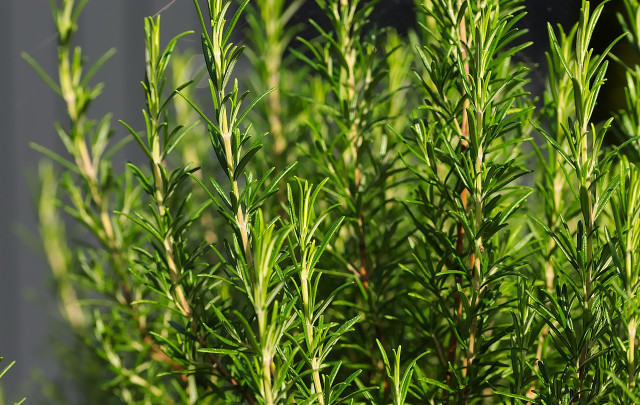 Luckily for us, rosemary is another deliciously fragrant herb that flies can't stand. 