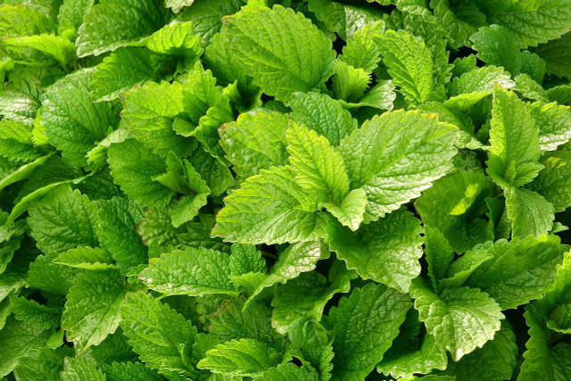 The lemon balm plant can be added to tea to reduce anxiety.