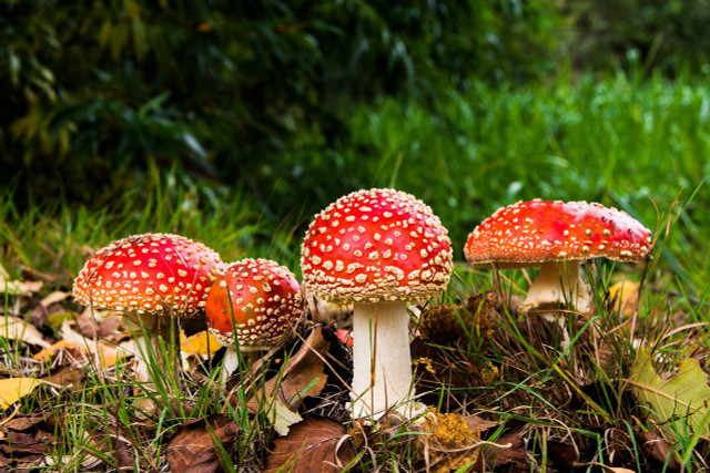 The iconic and highly toxic fly agaric mushroom is one you should definitely avoid eating.