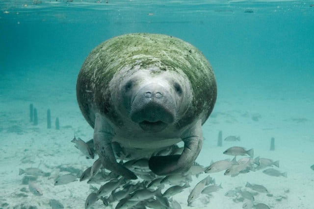 The Florida manatee has been on the endangered species list since 1966.