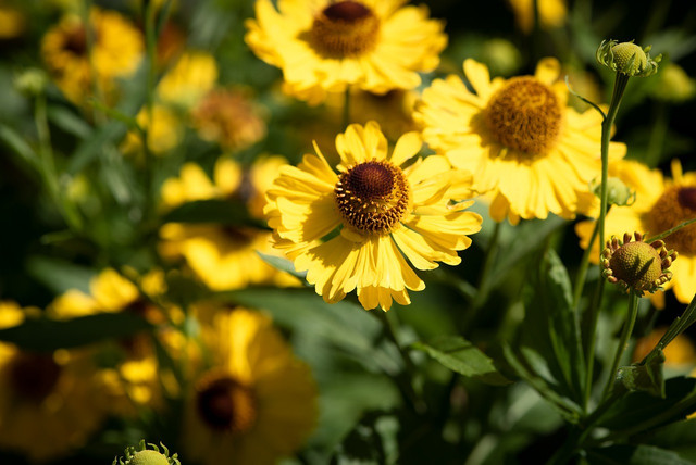 Don't be fooled, sneezeweed won't actually make you sneeze. 