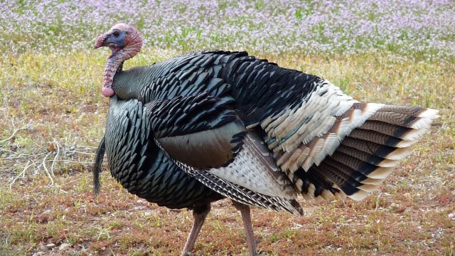 Almost 30% of Americans are Willing to Consider Going Without Turkey this Thanksgiving