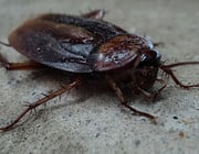 Biscuit beetle