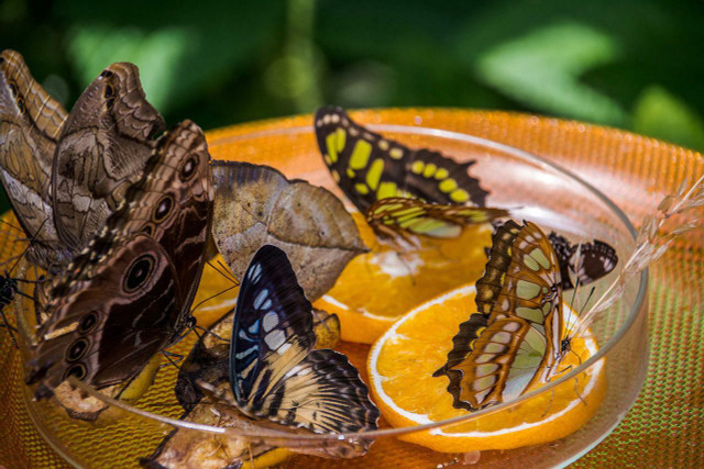 DIY butterfly feeders make a great homemade birthday gift for loved ones. 