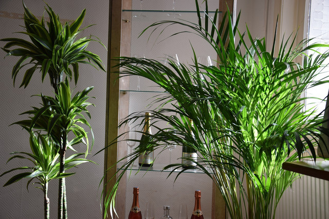 The kentia palm (right) has been a staple of many indoor plant collection for years.