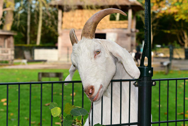Goats work great as pets and have been domesticated for thousands of years.