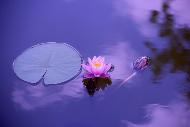 Water lilies have a spiritual meaning and symbolize peace and pleasure, which is why they're often connected to mindfulness and meditation. 