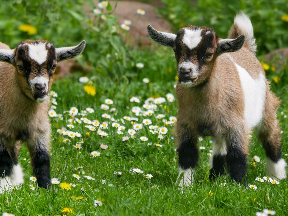 Green Bay Shorts — the goat brand