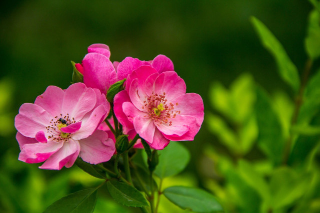 The California wild rose is sure to make your garden pop. 