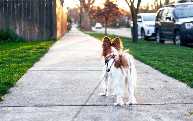 tick repellent for dogs