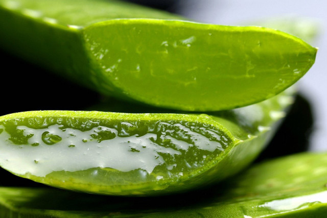 The nutrient-rich gel of the aloe vera plant has many benefits.