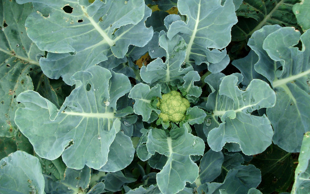 Cauliflower plants don't need a lot of fertilizer and natural pest control is best.