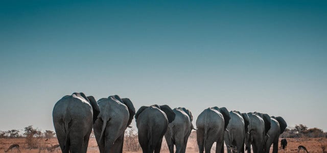 woolly mammoth vs. elephant