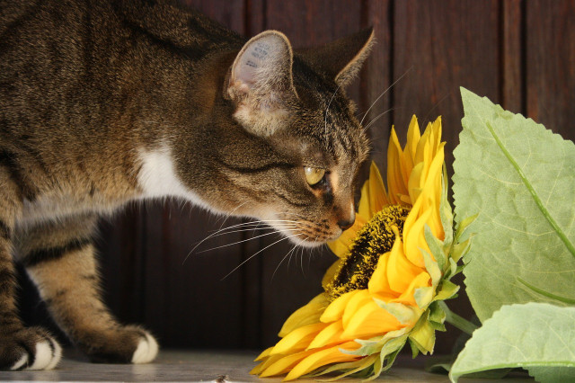 Pets may eat poisonous houseplants so you need to know what to do. 