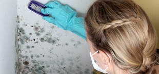 Black mold removal removing mold