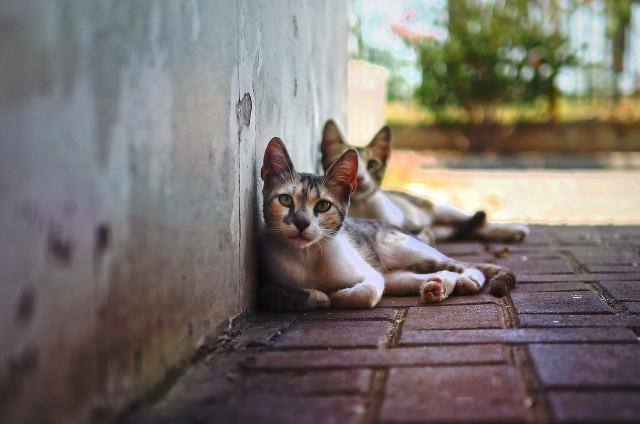 If you are going to feed stray cats, you should know what food is safe to feed them.