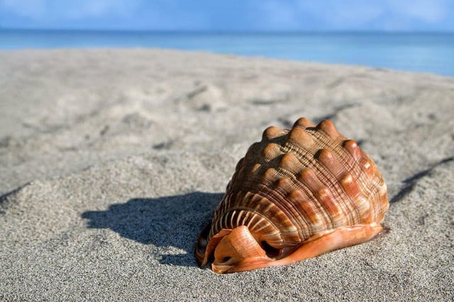 Shell collecting has a negative environmental impact worldwide.