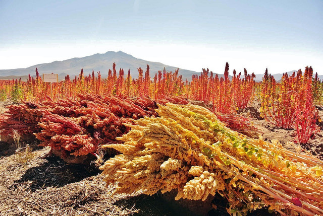 Quinoa plants grow in the harsh conditions of the Andes mountains. 