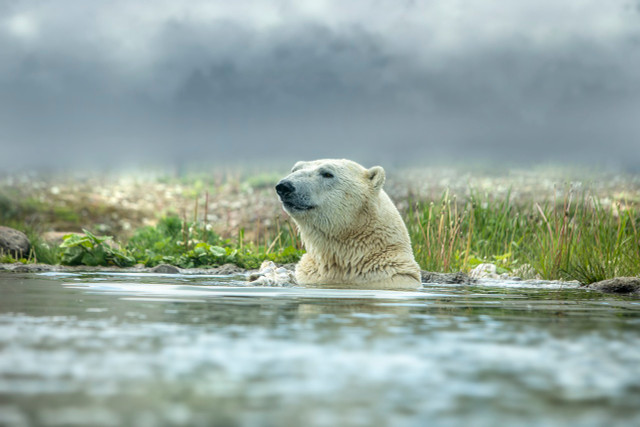 Scientists need to know how many polar bears are left to accurately define their endangered status.