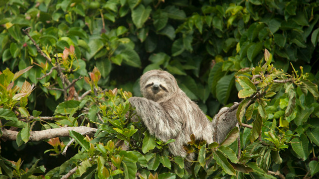 Sloths spend most of their time in the treetops.