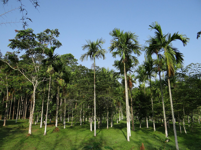 A harsh reality when it comes to the agricultural industry is that plantations, such as those of carnauba trees, often directly contribute to deforestation.