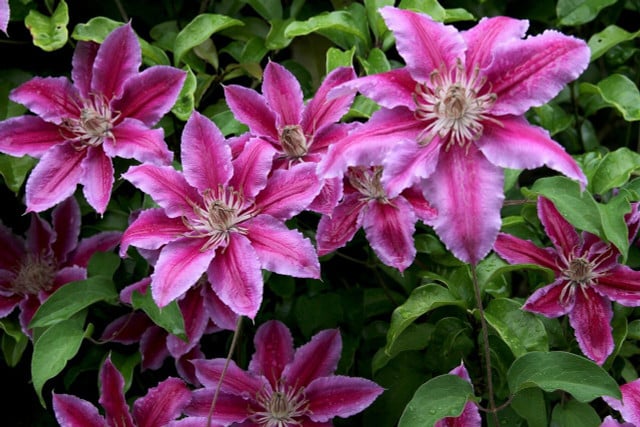 Clematis is a low-maintenance knockout.  