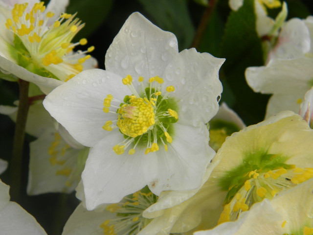 The Christmas Rose owes its name to the time of the year when it thrives.