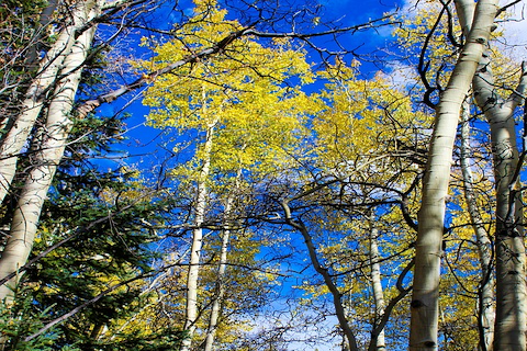Typically under 50 feet in height, the quaking aspen is a versatile, fast-growing shade tree.