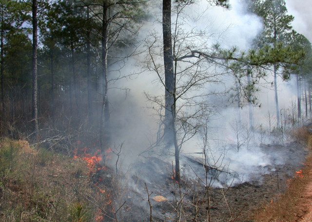 Slash-and-burn agriculture is an old practice that relies on cycles of renewal and destruction.