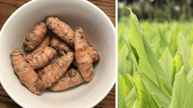 How to grow turmeric at home