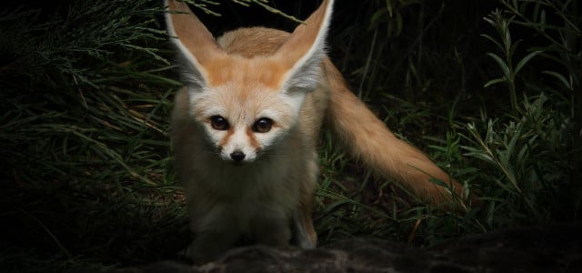 fox as a pet