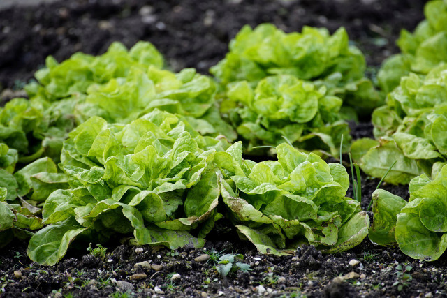 Some types of soil need compost added because they are too compact for water, air and roots, making it a straightforward benefits of composting.