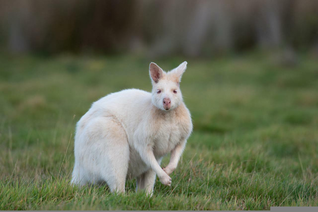 Wallabies are the mini kangaroos you've always dreamed of.