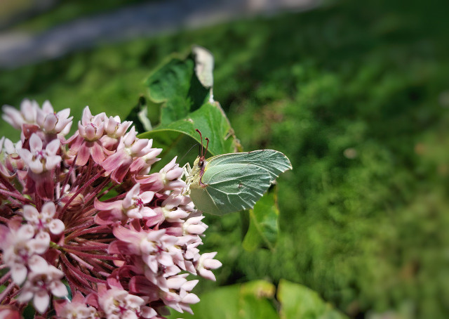 Milkweed is the only plant monarch butterflies need to thrive.
