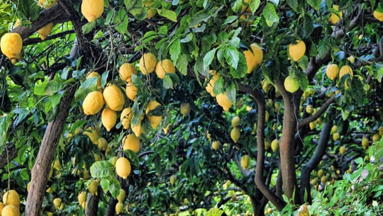 lemon tree fertilizer