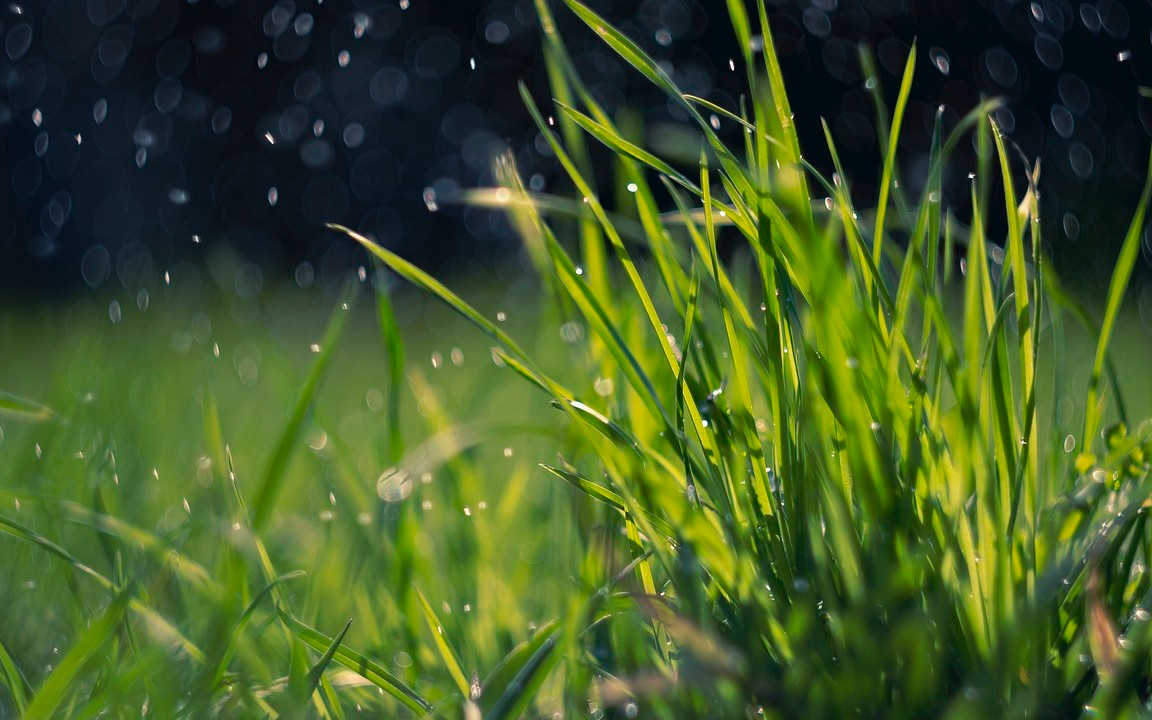 The Best Fertilizer for Grass and When to Use It - Utopia