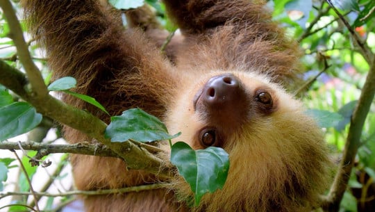 Sloth sanctuaries