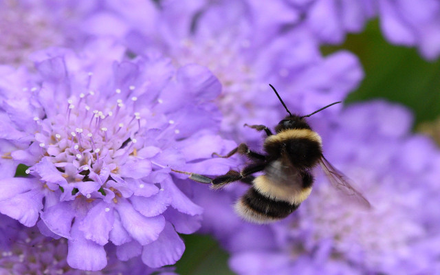 bumblebee flowers 