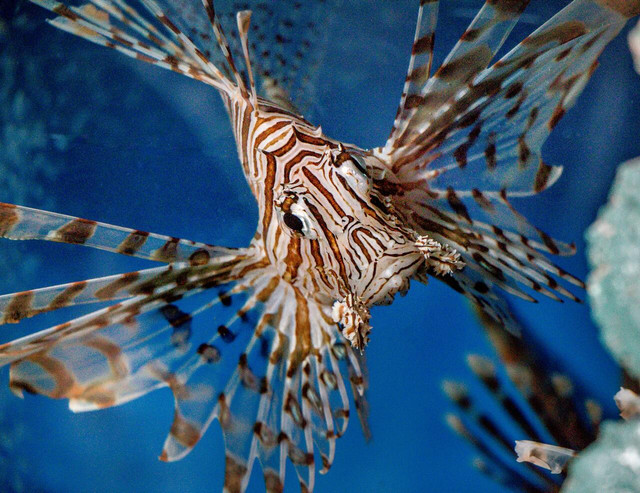 Try not to swim around poisonous lionfish to avoid any stings.