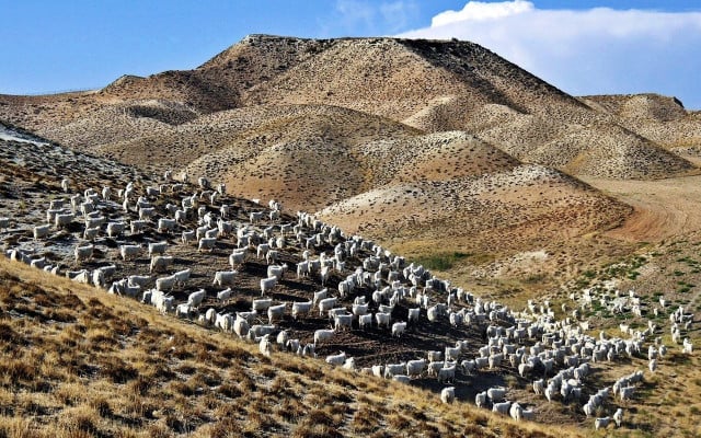 Angora goats in Turkey