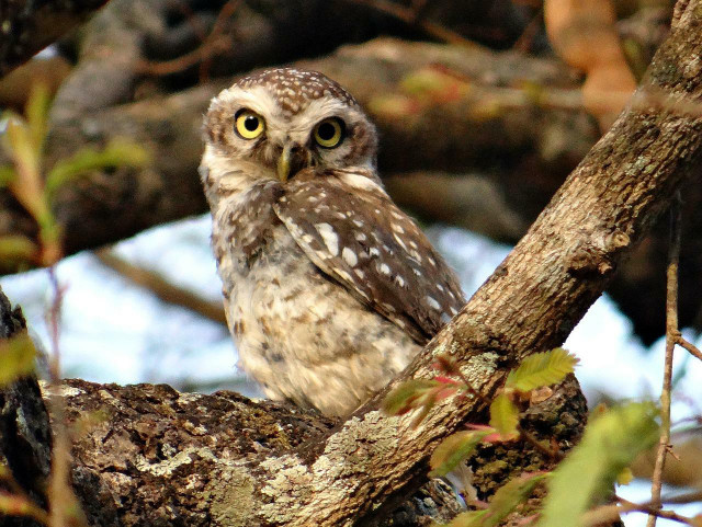 The Mexican Spotted Owl may be the cutest of Grand Canyon wild