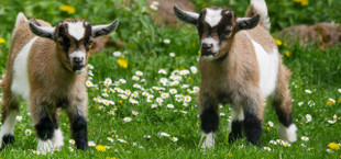 best goats for pets