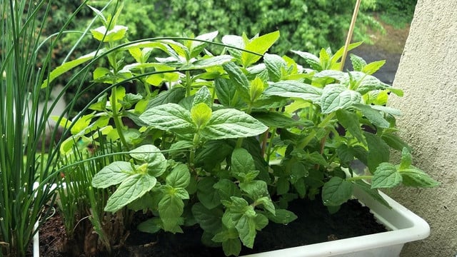 Growing mint
