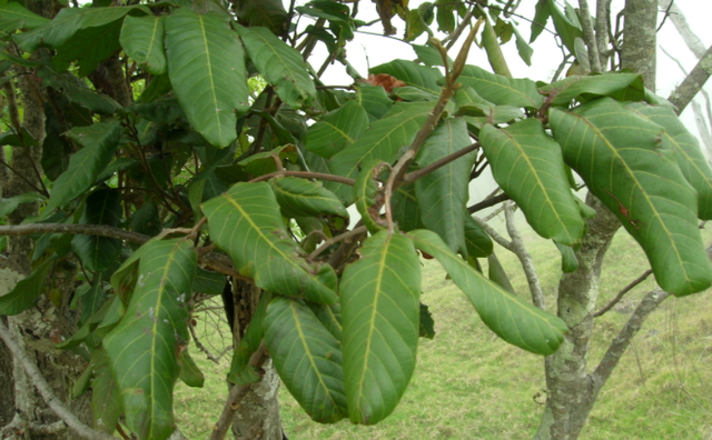 The increased danger due to forest fires is threatening these endangered trees. 