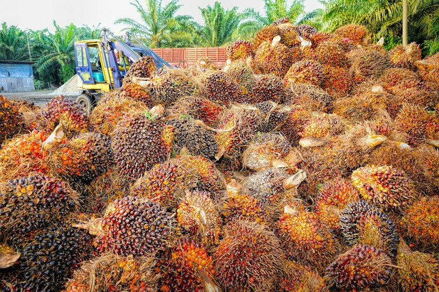 The expansion of oil palm plantations is one of the biggest causes of deforestation.