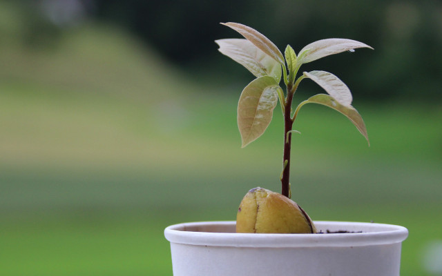 How to grow avocado