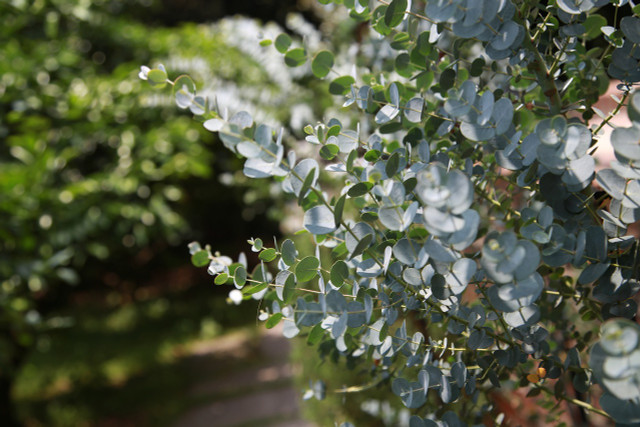 The scent of eucalyptus is relaxing and refreshing to many, but can also function as an effective fly repellent. 