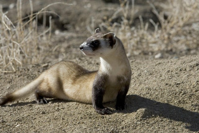 Another smaller species on the most endangered animals list is the black-footed ferret.