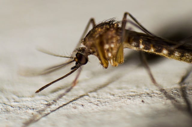 When do mosquitoes come out? It depends on climate zones and weather conditions.